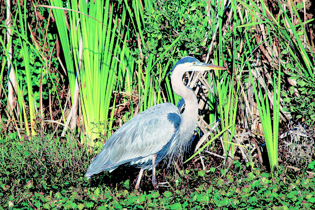 great blue heron