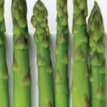 Asparagus