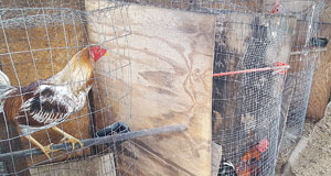 APD-cock-fighting-012017