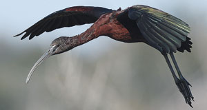 LAWD-glossy-ibis-031017