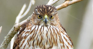 sanders-patricia-photo-071417