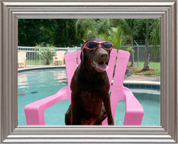 Tour Pet Care Center S Beautiful Resort That Features A Doggy Swimming Pool And Parklands