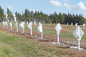 covering new citrus trees