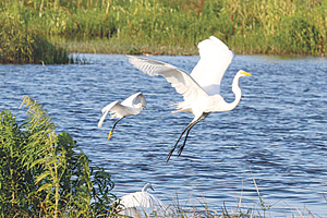 White egrets lake apopka