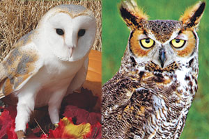 Avian Reconditioning Fall Owl Fest