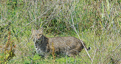 Lake Apopka Wildlife Drive