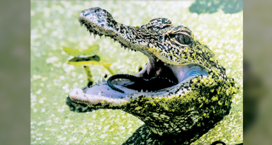 Lake Apopka Wildlife Drive Photography Show