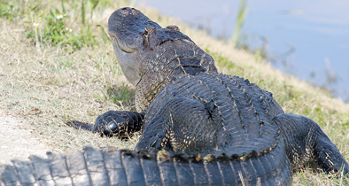Lake Apopka Wildlife Drive