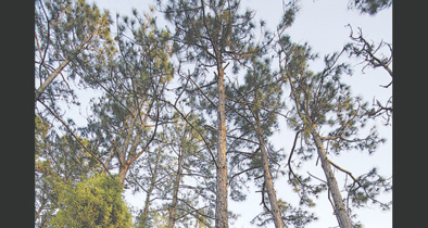 Northwest Recreation Complex pine trees
