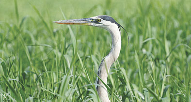 Lake Apopka Wildlife Drive