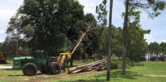 apopka pine trees infestation removal