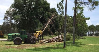 apopka pine trees infestation removal