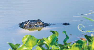 Lake Apopka Wildlife Drive