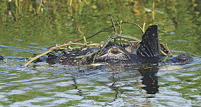 Lake Apopka Wildlife Drive