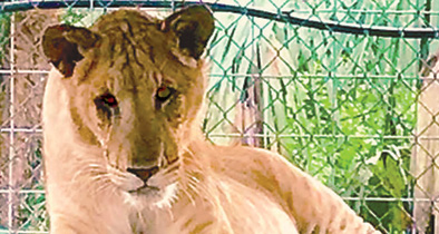 CARE Foundation open house chimera liger birthday