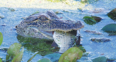 LAWD-small-gator-eat-fish-2-11