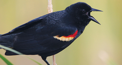 LAWD-red-winged-blackbird-chirp-5-27