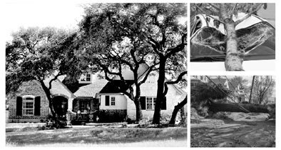 maltby-tree-071224