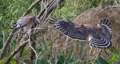 hawk