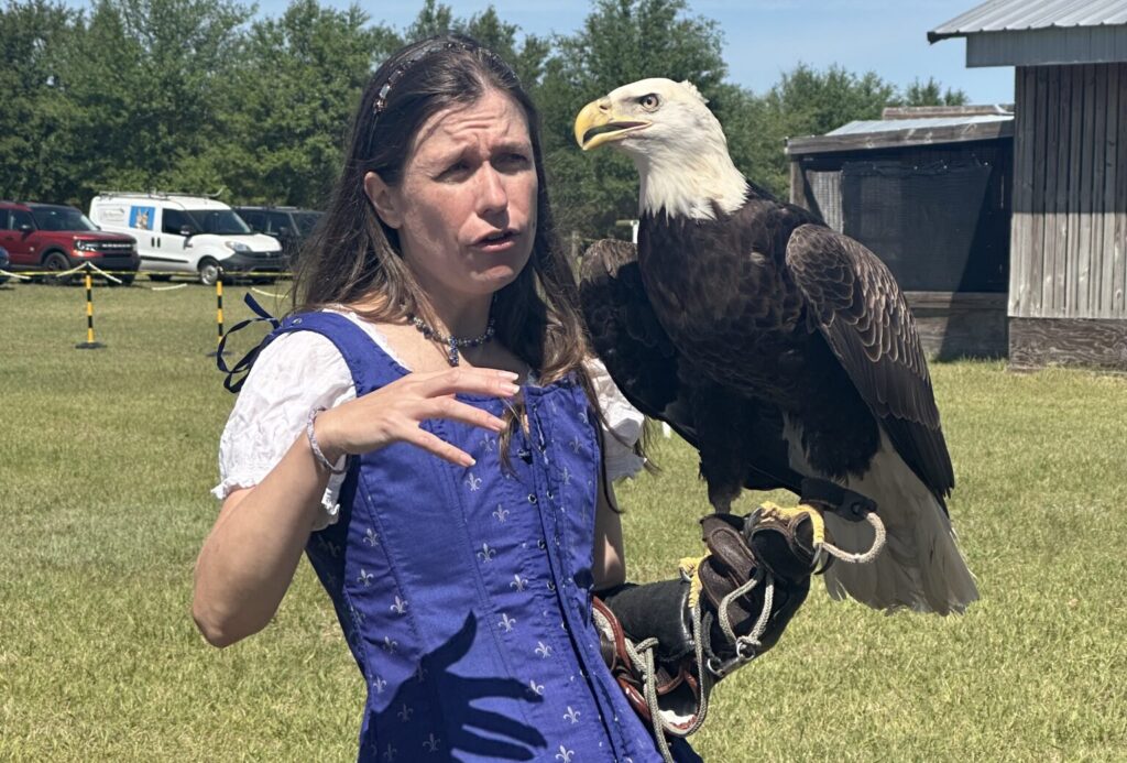 bald eagle