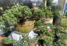 63rd annual Apopka Art & Foliage Festival