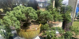 63rd annual Apopka Art & Foliage Festival