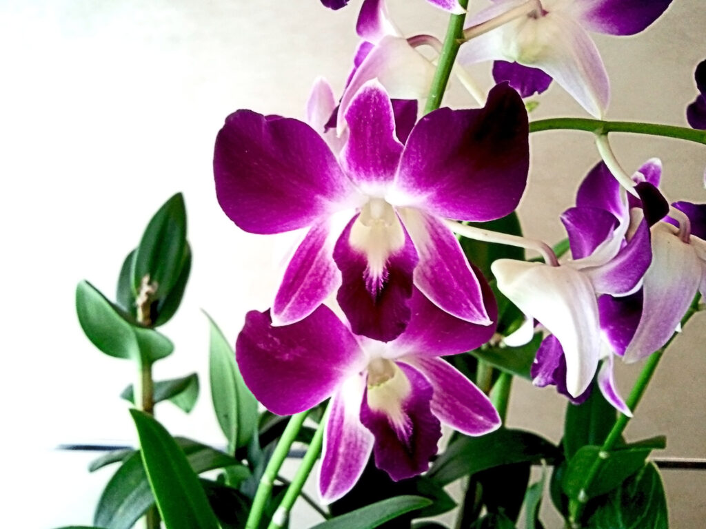 orchids