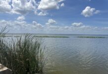 A lake with grass in the forefront and blue sky with white clouds overhead.