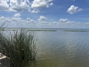 A lake with grass in the forefront and blue sky with white clouds overhead.