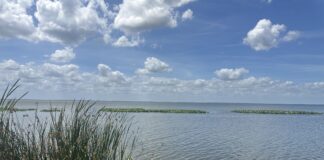 A lake with grass in the forefront and blue sky with white clouds overhead.