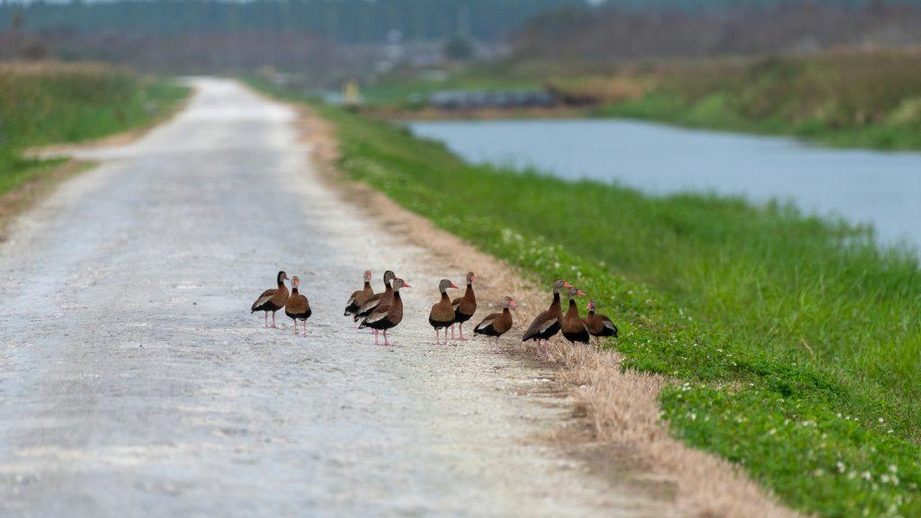 A group of birds gather on Lake Apopka Wildlife Drive.