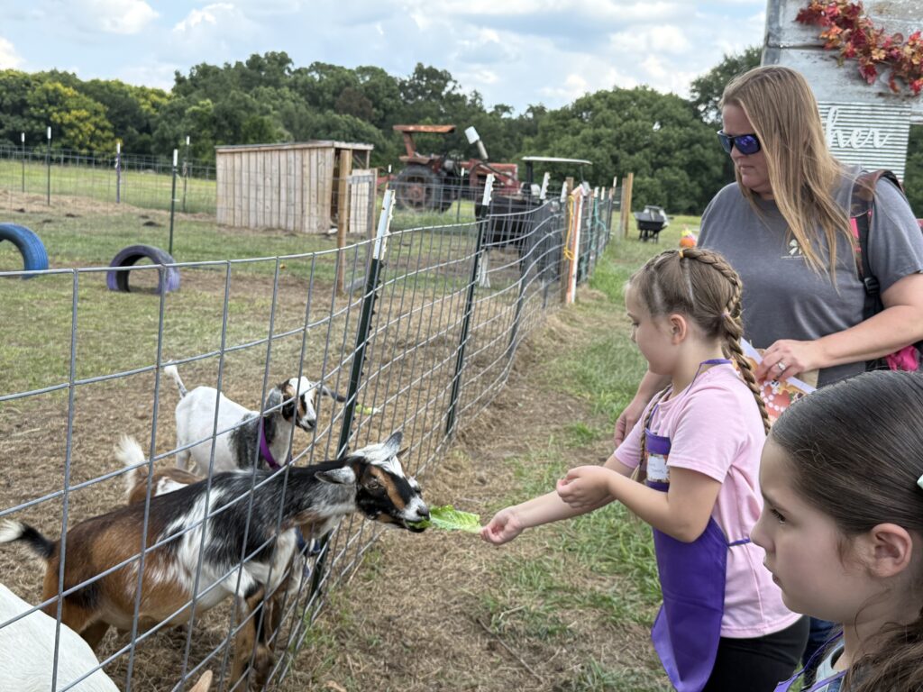 A child feeds a goat during the Sept. 20 fall masterclass at Violette Hill Hay Farm.