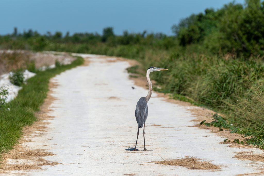 Great blue herons, such as this one seen here, are among the many wildlife that call Lake Apopka Wildlife Drive home.