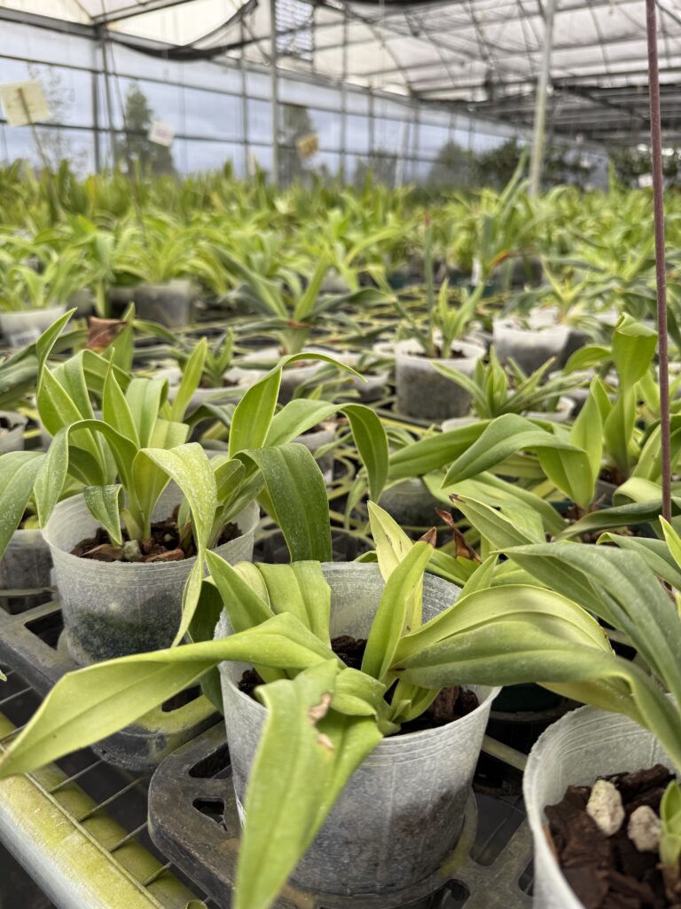 Ecuagenera has several greenhouses in Apopka, where they've grown plants for approximately six years.