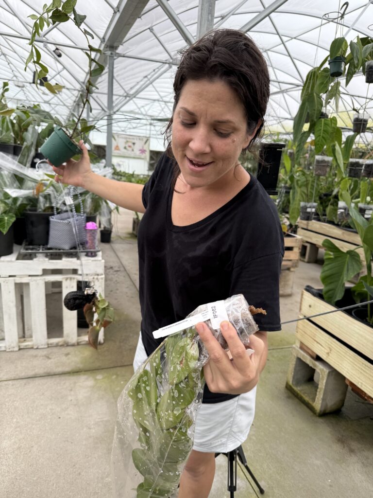 Salesperson Tiffany Ward shows off Ceratostema pepeportillae.