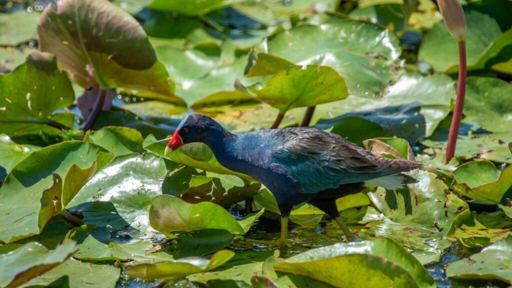 Purple gallinules, such as this one, are familiar inhabitants at the Lake Apopka Wildlife Drive.