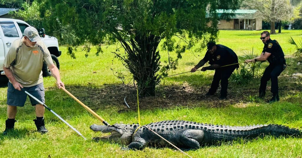 Apopka police and a licensed trapper work together to capture what Florida Fish and Wildlife Conservation Commission call a 'nuisance alligator.' 