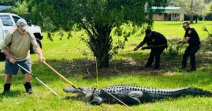 Apopka police, trapper relocate alligator near Yothers Road 