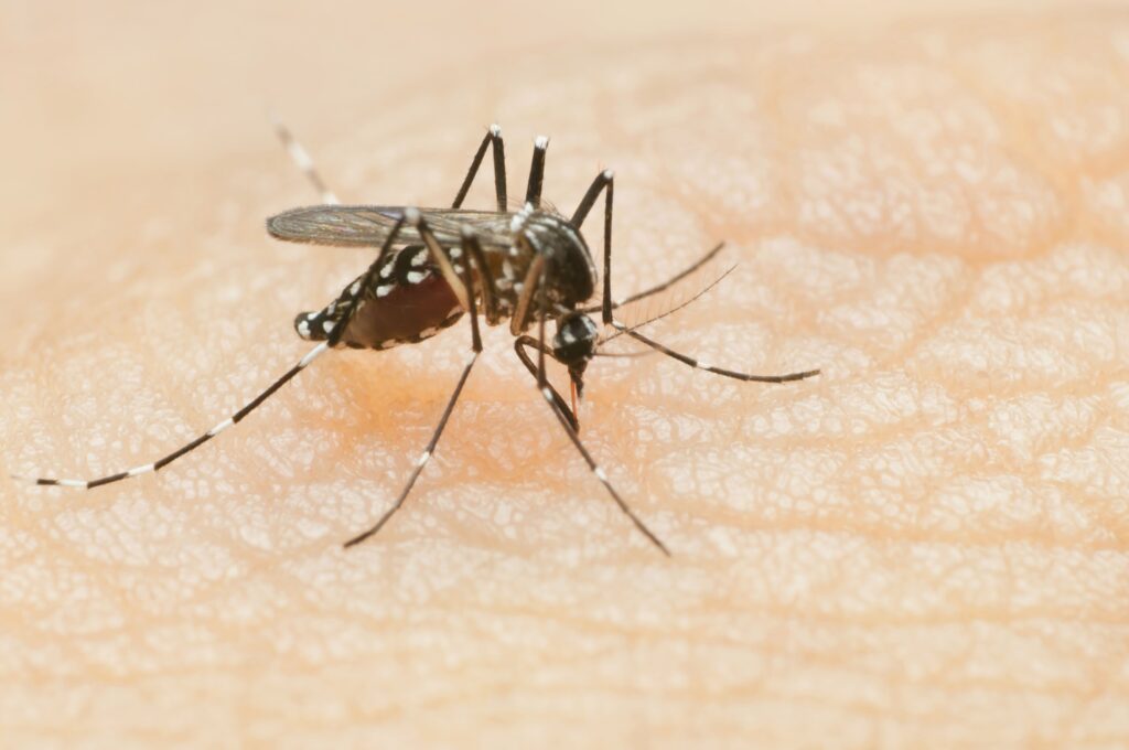 Mosquitoes can carry a variety of diseases, including Eastern equine encephalitis and malaria.