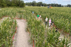 Mount Dora farm invites families on an ‘Island Adventure’ for corn maze and fall festival 