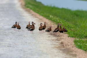Lake Apopka Wildlife Drive to close Oct. 9-12 due to heavy rainfall 