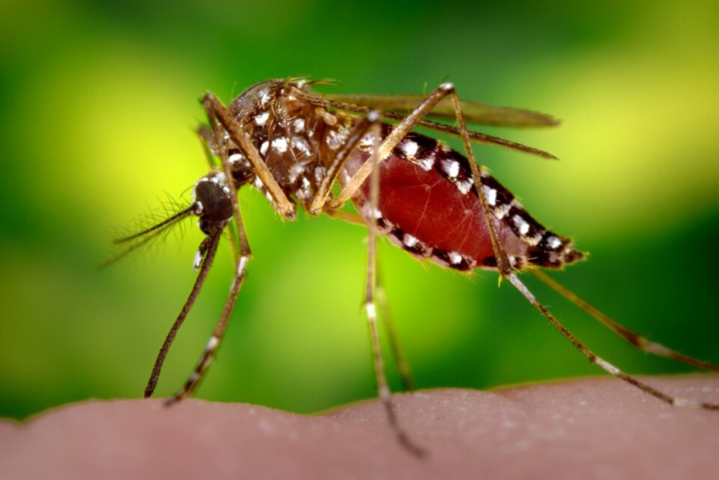 An Aedes aegypti mosquito feeds on human skin. The mosquito species can transmit dengue fever and is the target of planned aerial spraying in parts of Apopka and Pine Hills.